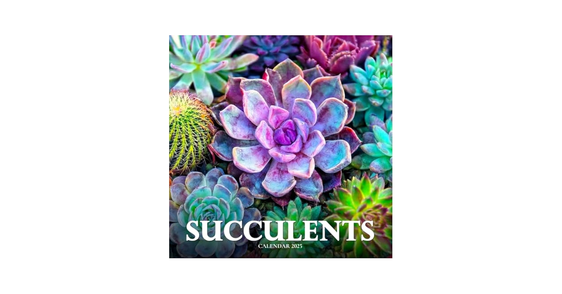 Amazon Succulents Calendar 2025 A Year Of Beautiful And Resilient Succulent Plants In Full Color Ashborne K Books